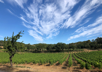 Vineyards Domaine de l'Amaurigue Cote de Provence